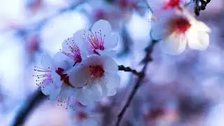 Relaxing Floral Scenery 🌺🍃 Calming Spring Vibes