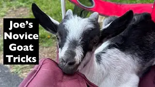 Joe's Novice Goat Tricks! 20 tricks performed by adorable baby Alpine.