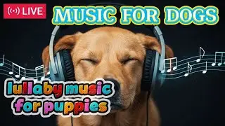 🎶 Crate Training at Night? Play This Puppy Music 🐶🛏️
