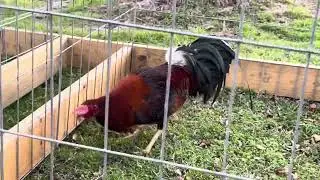 Albany Gamefowl