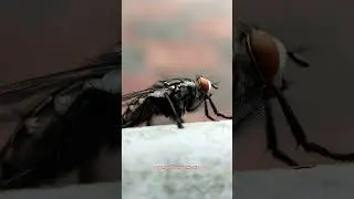 Cryptic carnaria-group Flesh Flies