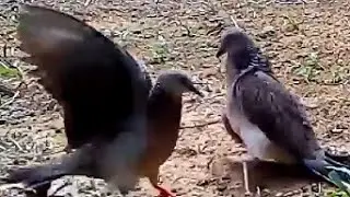 BURUNG TEKUKUR PIKAT SUPER GACOR_ TEKUKUR MAHAL #birds #viral #live #tekukurpikat @martanifarm2247