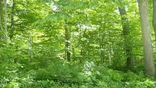0 W Maple, Lot #10 ST, St. Ignace, MI Presented by George Yshinski.