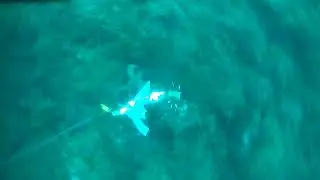 polpo con polpara in liguria
