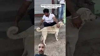 Helping dog #love #trending #helping 🐕 #viral