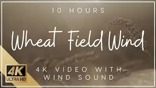 10 Hour Wheat Field Wind Noise | Relaxing Wind On The Wheat Field | Wind Noise 4k | Windy Field ASMR