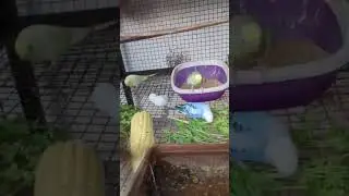 Safla budgies bountiful colour beautiful video Safla aviary Anklehswar 🦜