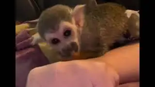 Tiny baby squirrel monkey purring like they do when they are happy and content! So sweet!