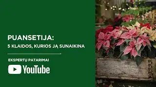 Puansetijos priežiūra: klaidos ir sprendimo būdai