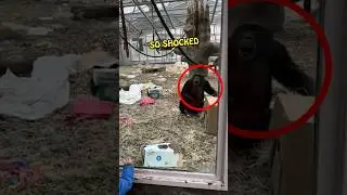 Chimpanzee Freaks Out Seeing Guy with Prosthetic Leg!!! 😂 ❤️