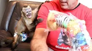Baby Monkey Unboxes Birthday Fan Mail!