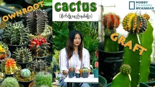 Cactus ကို ownroot စိုက်ခြင်း နှင့် Graft စိုက်ခြင်း ဘာကွာလဲ