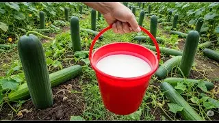 Transform Your Garden with This Powerful Organic Plant Booster!