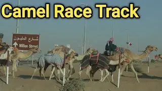 Camel Racing Track in Madinat Zayed Al Dhafra Region Abu Dhabi Part 2