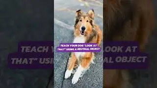 Teach Your Dog 