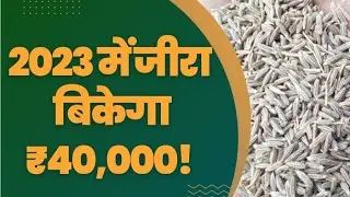 2023 में ₹40,000 बिकेगा जीरा #jeera #unjha #hindi #commodity #viral #youtube #newyear2023