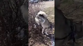 Como marcar territ&oacute;rio corretamente 🤣 #shorts