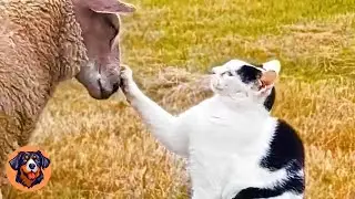 Every Day, a Farm Cat Visits His Sheep Friends