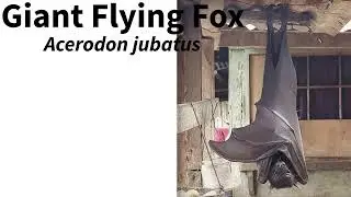 My Favorite Extant Bat: Giant Flying Fox