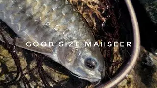 Good size Good strike | Mahseer fly fishing clear water (nymphing mahseer)