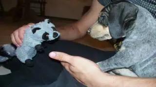 Passing On the Tradition of Raccoon Hunting