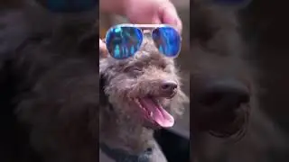 Puppies drive to deliver messages | Dog TikTok creative humorous video