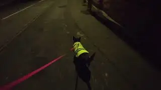 There's sleet, heavy wind.. and it's Christmas Eve... WE WALK! (Dog Mic/POV)