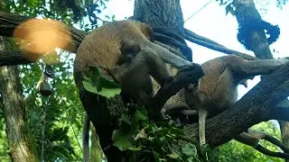 EP63 | Proboscis monkeys of Singapore Zoo