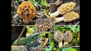 Pilze im Mai | 08.05.2021 | Speisemorcheln ohne Ende | Fingerhutverpel | Porlinge | Eidechse & Hasen