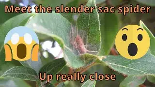 Slender sac spider hiding in the leaves