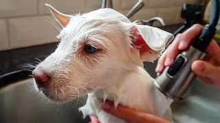 HUSKY PUPPIES HATE BATH TIME...