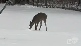11-27-2025 Erie, Pennsylvania - Lake Effect Snow - Deer Playing in Heavy Snow
