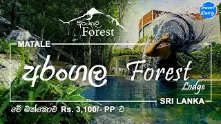 Day in a Forest hotel | Arangala forest lodge | අරංගල | Sri Lanka | Travel Vlog 7 | Travel Diary