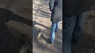 Барбоскины вдвоем #shots