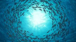 school of fish sharks swim in a circle