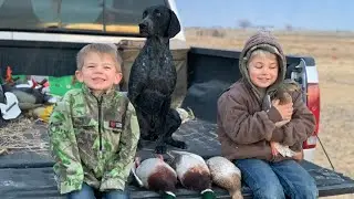 GSP Water Retrieve Duck & Cornfield Mallard Duck Hunt {German Shorthair Pointer}