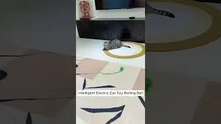 My Cat&rsquo;s New Favorite Toy &ndash; The Automatic Rolling Ball!