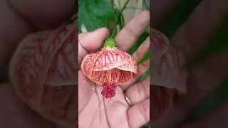 🌱🌿🏡🏮 Lantern Hibiscus blooming 🌾🌿#bpriya #shortfeed #nature #garden #ytshortstrending #homegardening