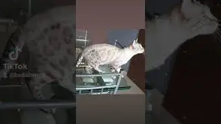 Snow Bengal Cat (Sushi) 2 Months Old vs 1 Year Old 🤩 Subscribe to see more #bengalcat Videos🐆