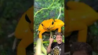 The Golden Dart Frog is CRAZY