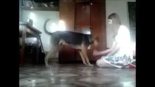 Как научить собаку делать поклон? _ how to teach your dog team bow