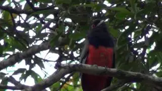 PAV&Oacute; CANTANDO ,  (Pyroderus scutatus)