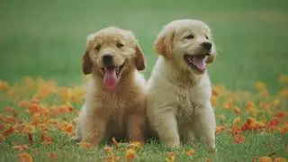Dog Whining Sounds | Real Puppy Whimpering for Training or Calm