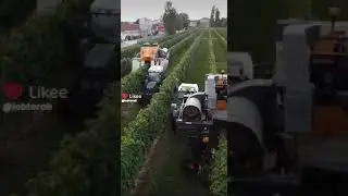 #Job to #Robot: #Grapes Meet the #Future: #Automated Harvesting Unleashed!.#Robots looking for #jobs