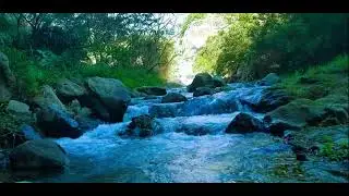 Serene Jungle River Flowing Through a Peaceful Rainforest Soothing Water Sounds for Sleep Meditation
