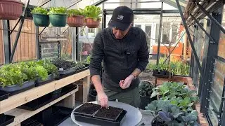 When and how to grow early peas ~ for that first taste of summer in spring!