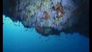 Preview of Michael AW's 'September  in Maldives' premiere BSOUP UK 2009