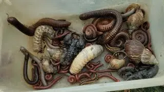 Bravest Catching Venomous Scorpion, Giant Millipede, Beetle Larva, Small Red Millipedes, Snail