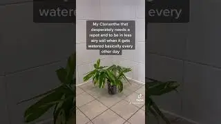 The plant that constantly wants to be watered 💦 #plantcare #plants #planttips