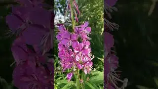 Fireweed says Summer is Half over Upper Peninsula Michigan #shorts